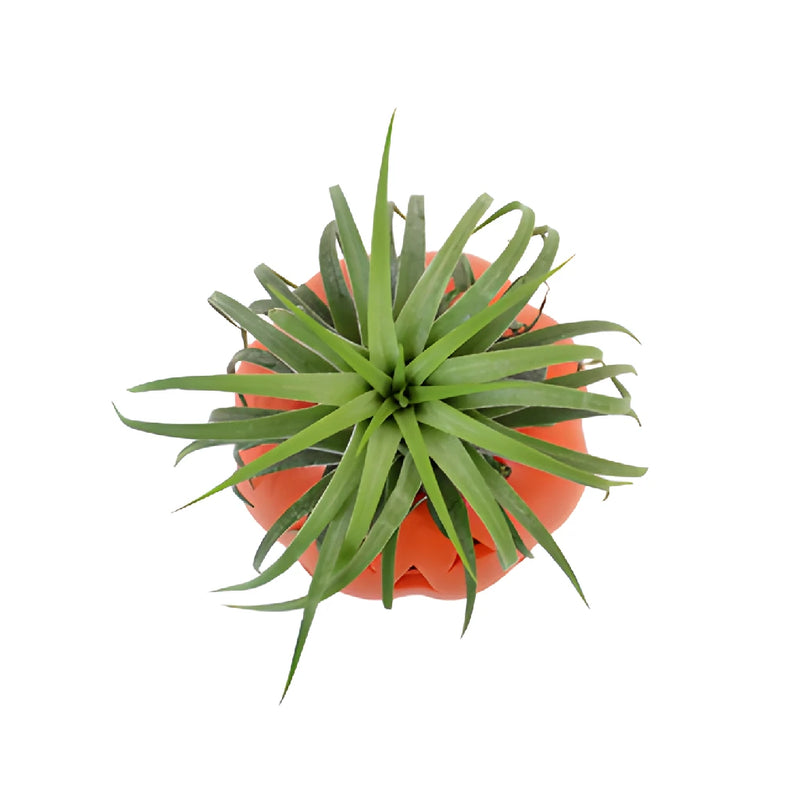 Halloween Air Plant Decorations