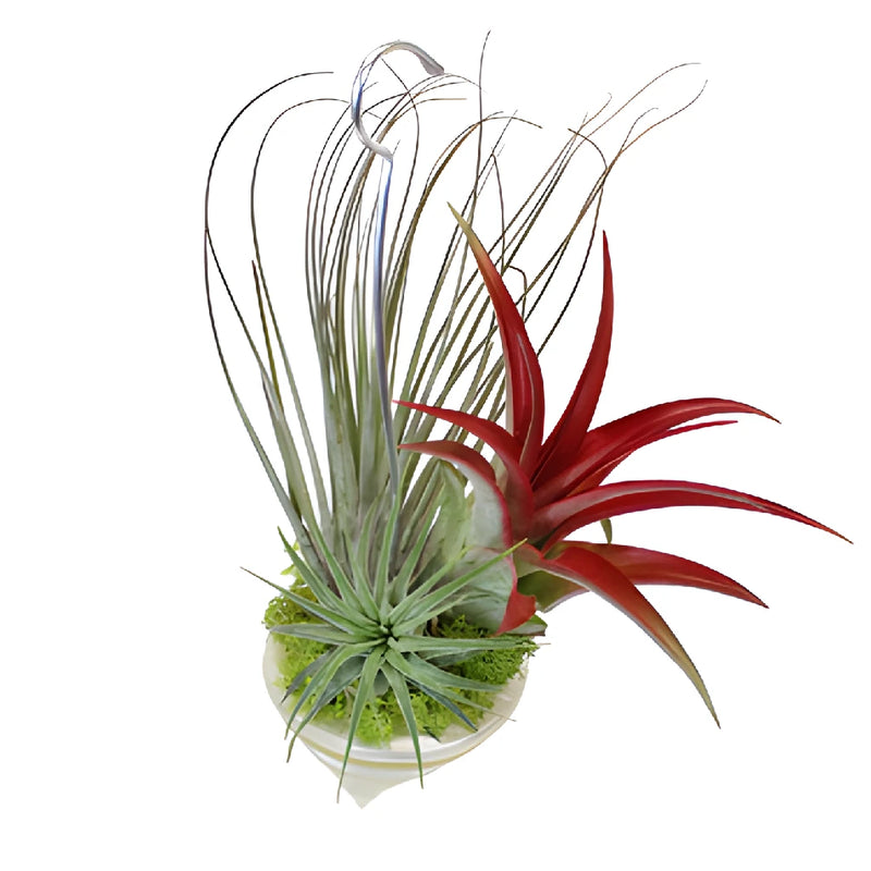 Hanging Tinted Air Plant in Shell Decorations