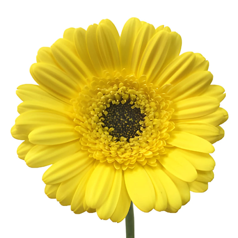 Happy Mini Gerbera Daisies