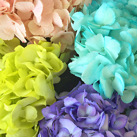Assorted Enhanced Hydrangea Flower Up Close
