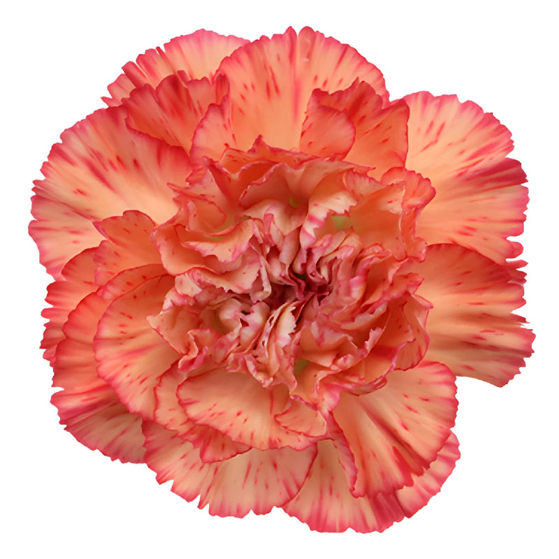 Lion King Peachy Red Carnation Flower Bloom