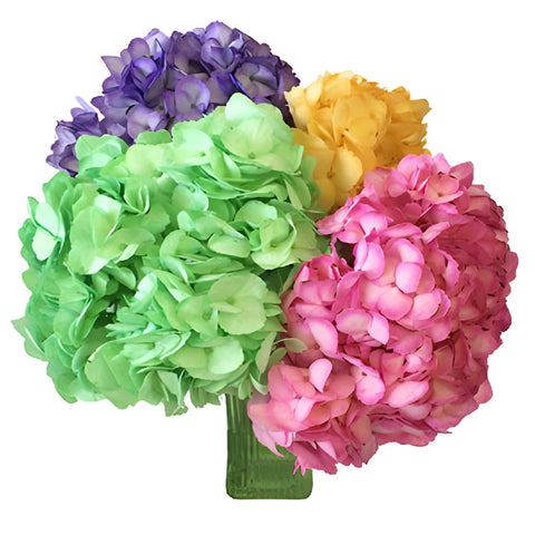 Assorted Enhanced Hydrangeas Wholesale Flowers in a Bunch in Hand