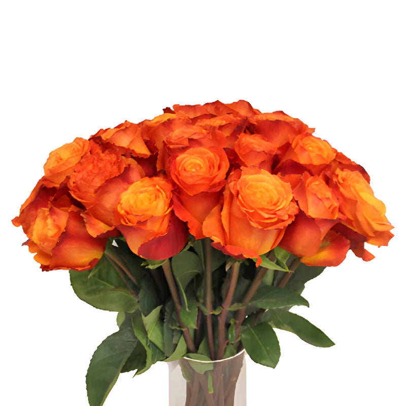 High and Intenzz Fresh Rose