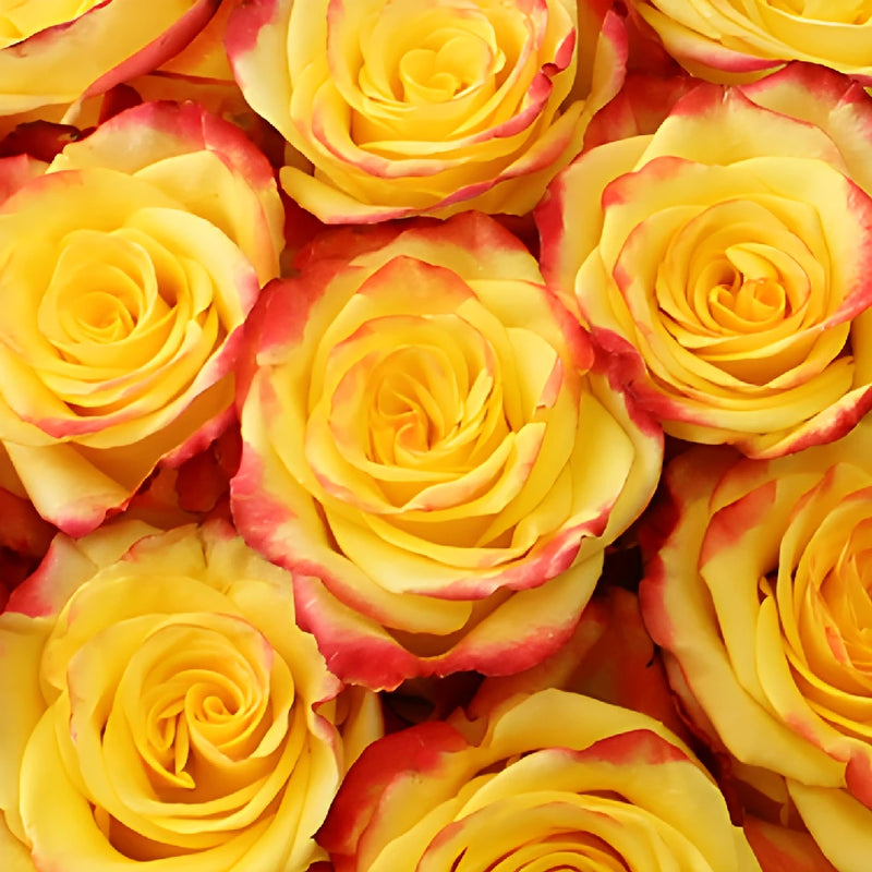 High and Yellow Flame Rose