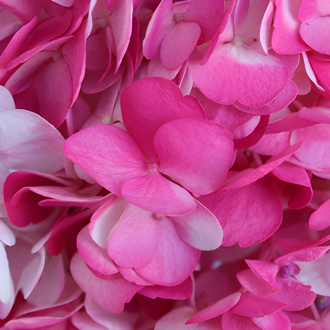 Highlighter Pink Airbrushed Hydrangea Flower