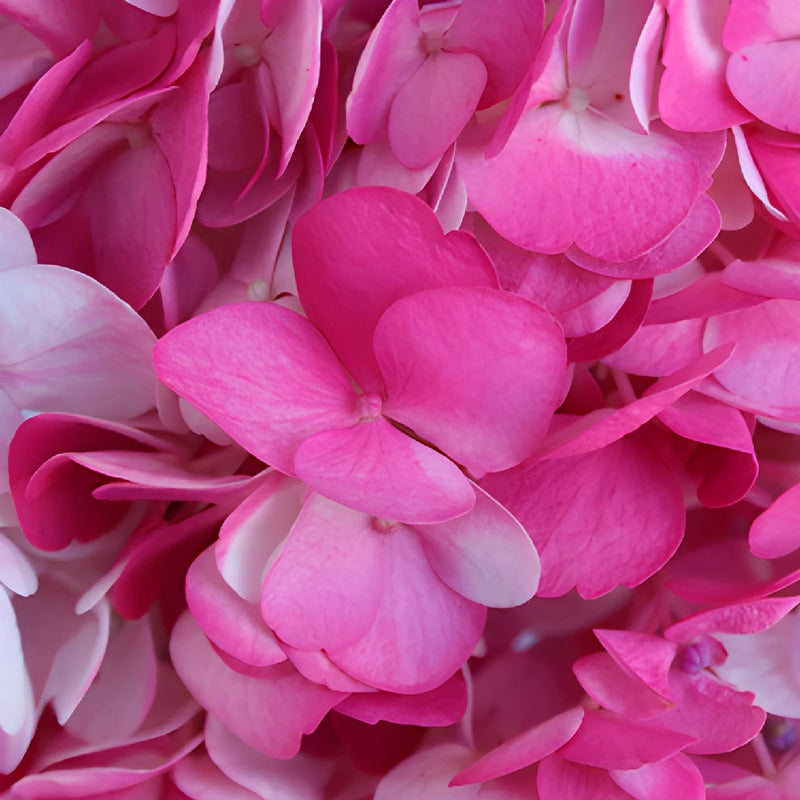 Highlighter Pink Airbrushed Hydrangea Flower