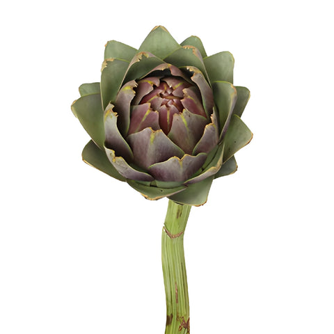 Hint of Purple Ornamental Artichoke