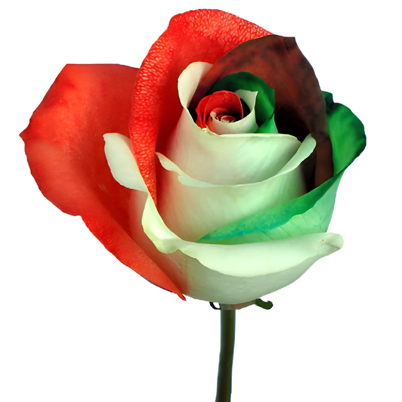 Holiday Red, Green, and White Tinted Rainbow Roses
