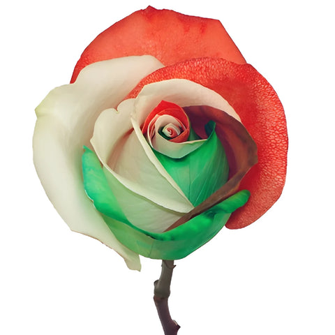 Holiday Red, Green, and White Tinted Rainbow Roses