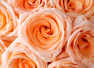 Honey Bella Peach Rose