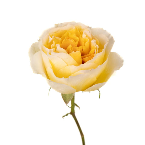 Honeybee David Austin Beatrice Garden Rose Stem - Image
