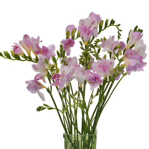 Honeymoon Designer Freesia Flower