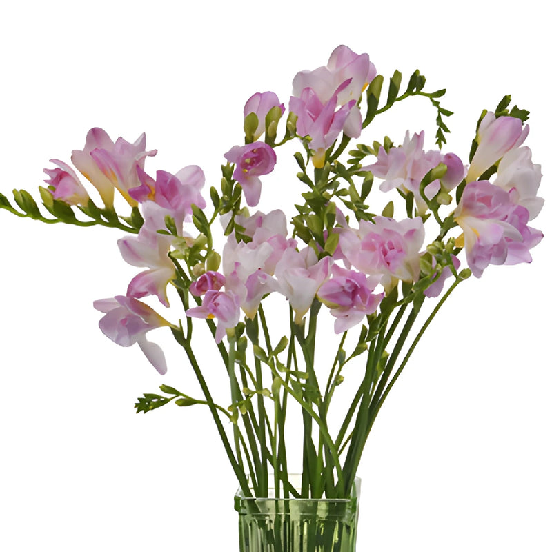 Honeymoon Designer Freesia Flower