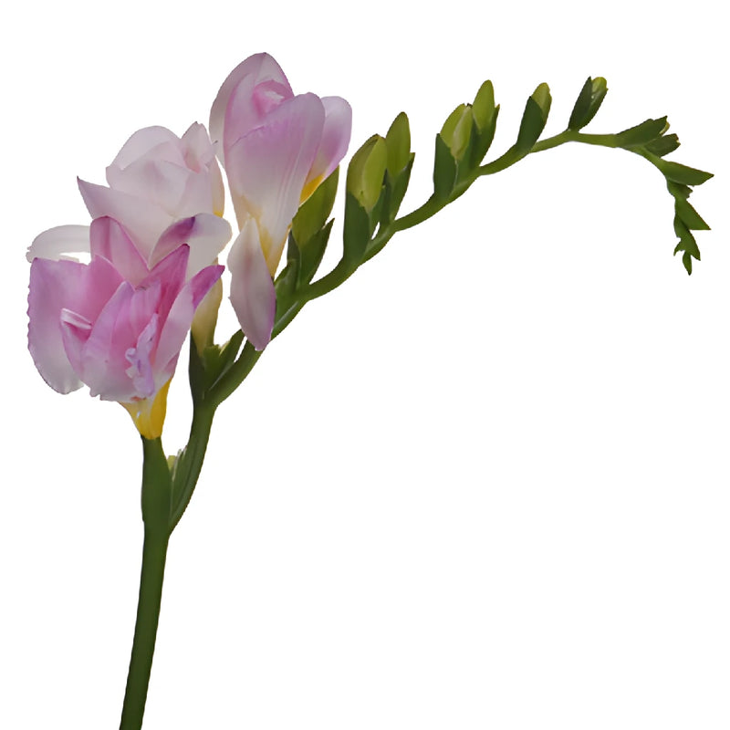 Honeymoon Designer Freesia Flower