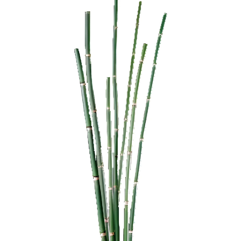 Wedding greenery horsetail filler flowers sold near me for delivery