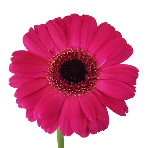 Hot Mama Mini Gerbera Daisies