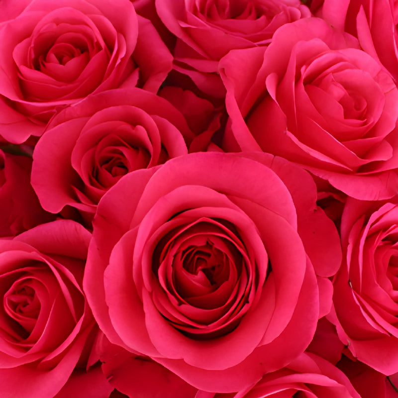 Hot Party Hot Pink Rose