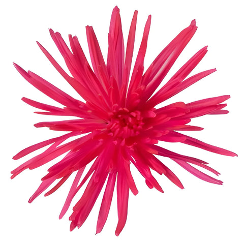 Hot Pink Airbrushed Spider Mum Flowers