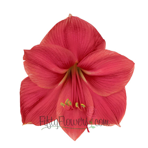 Hot Pink Amaryllis Flowers