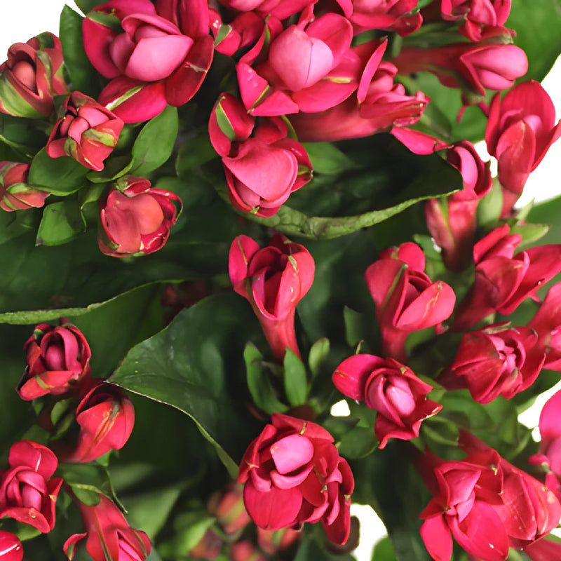 Hot Pink Bouvardia Flowers