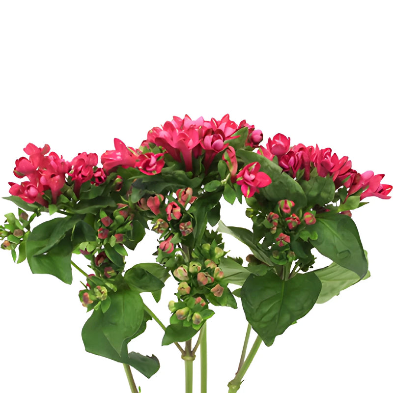 Hot Pink Bouvardia Flowers