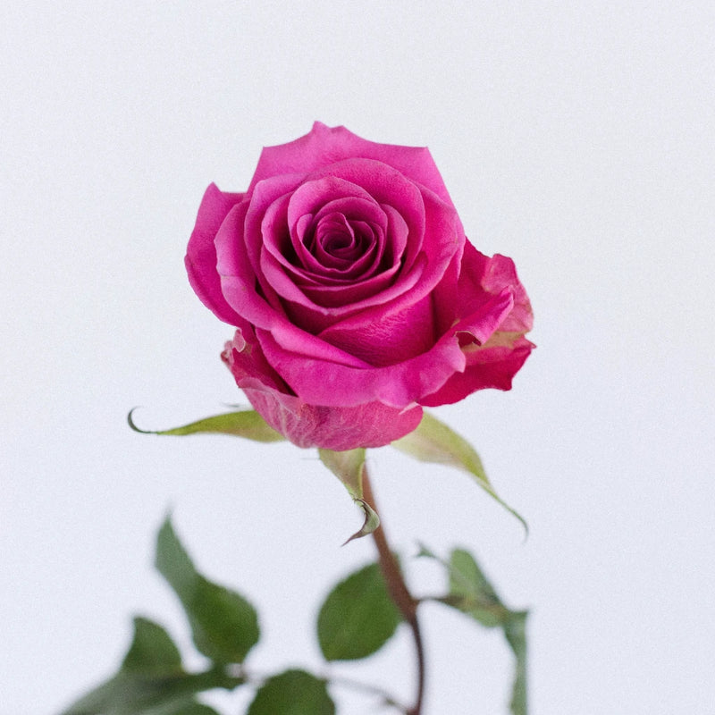 Buy Wholesale Hot Pink Breezer Rose in Bulk - FiftyFlowers