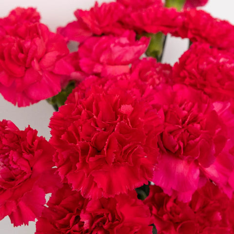 Hot Pink Carnation Flowers Close Up - Image