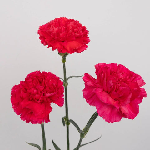 Hot Pink Carnation Flowers Stem - Image