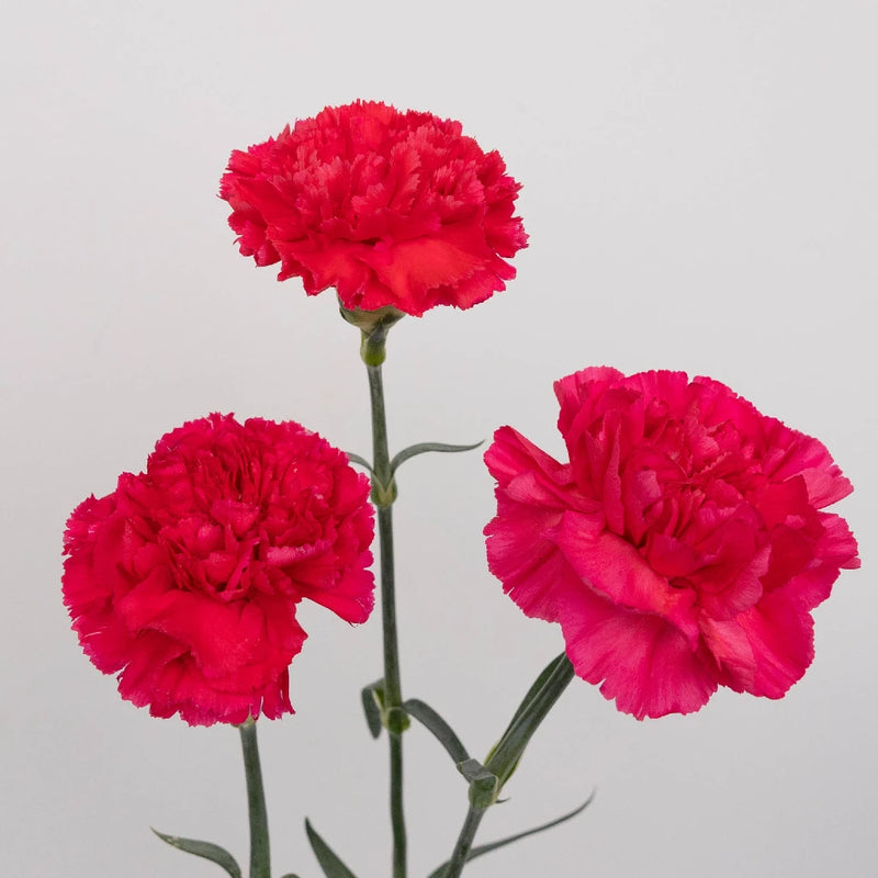 Hot Pink Carnation Flowers Stem - Image