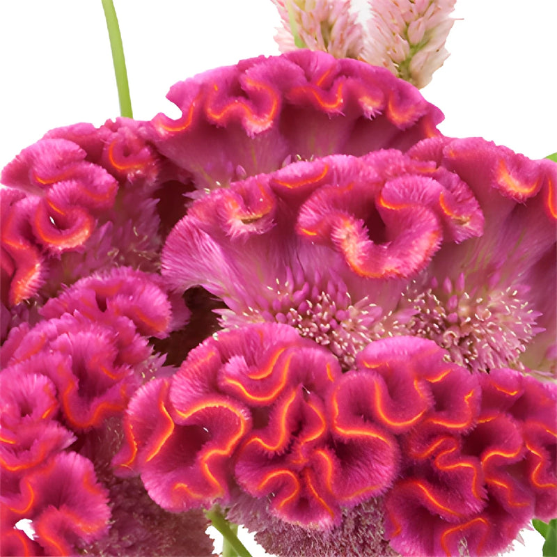 Hot Pink Cockscomb Celosia Flowers