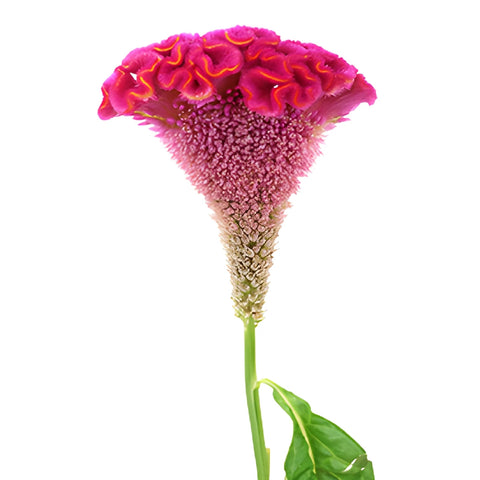 Hot Pink Cockscomb Celosia Flowers