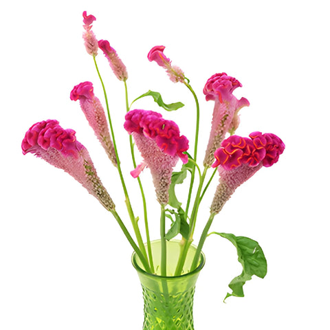 Hot Pink Cockscomb Celosia Flowers