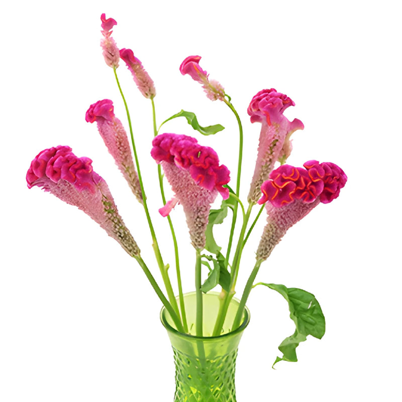 Hot Pink Cockscomb Celosia Flowers