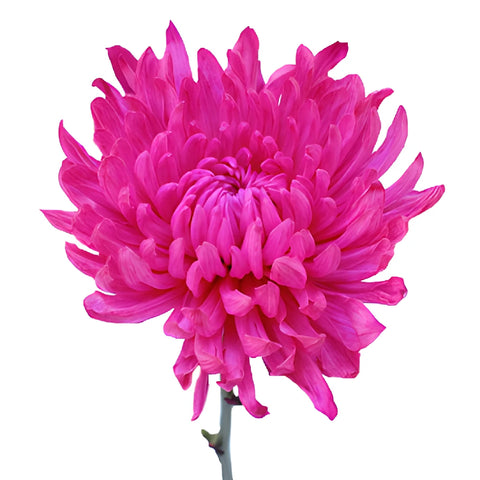 Hot Pink Tinted Cremon Mum