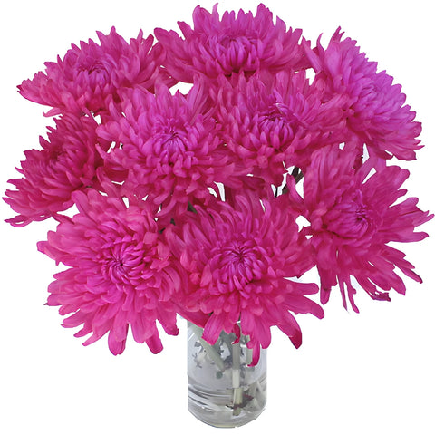 Hot Pink Tinted Cremon Mum