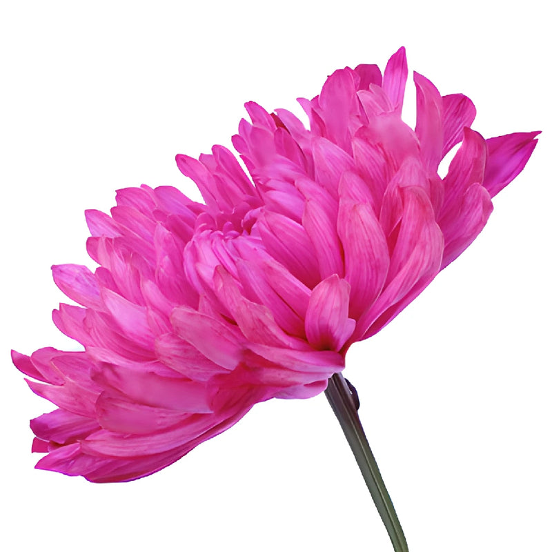 Hot Pink Tinted Cremon Mum