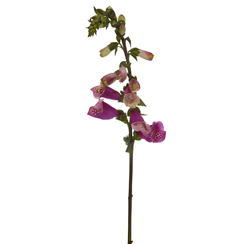 Hot Pink Foxglove Flowers