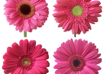 Gerbera Daisy Hot Pink Standard Wholesale Flower Blooms