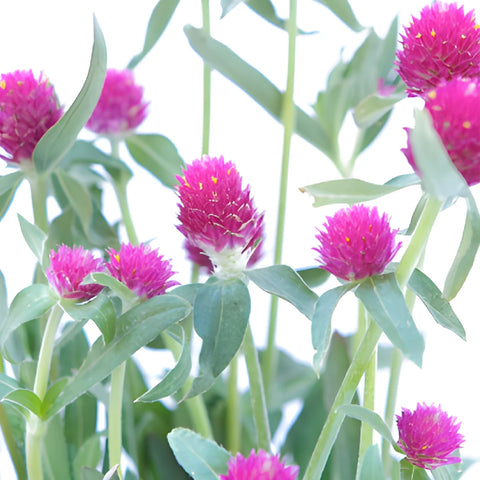Hot Pink Gomphrena Flowers