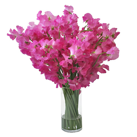 Hot Pink Japanese Sweet Pea Flowers