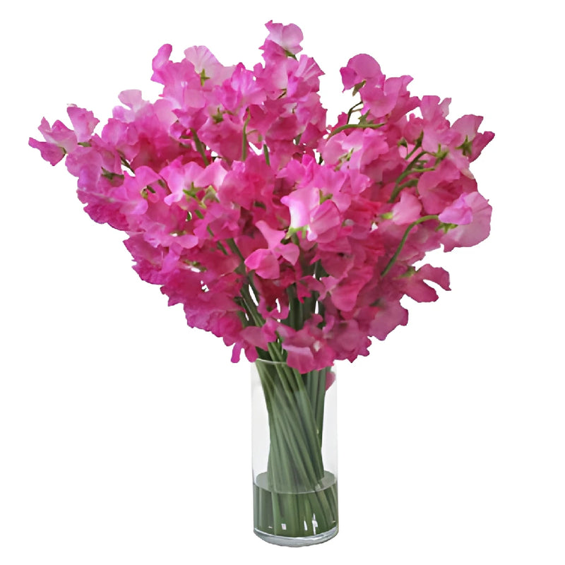 Hot Pink Japanese Sweet Pea Flowers