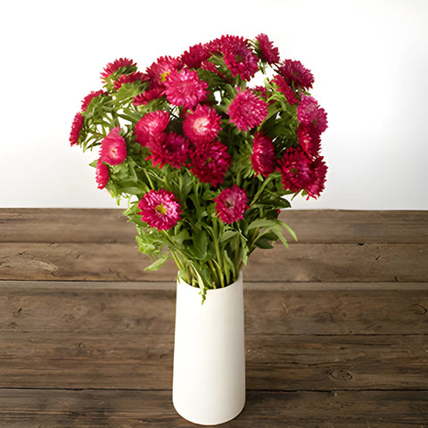 Hot Pink Matsumoto Aster Flowers