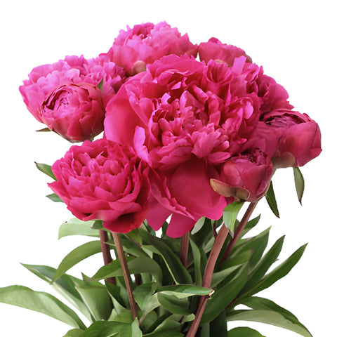Edulis Superba Hot Pink Wholesale Peony Bunch