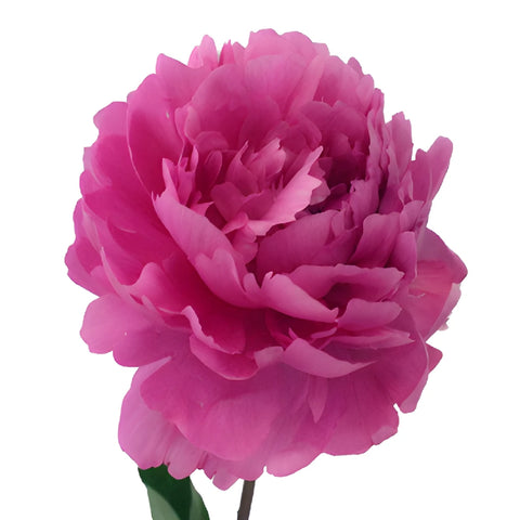 Edulis Superba Hot Pink Peony Side Stem View