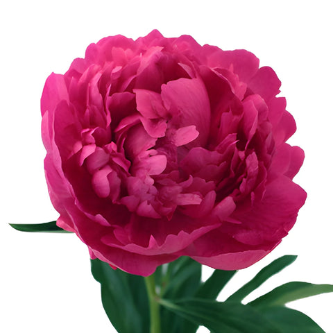 Edulis Superba Hot Pink Peony Stem