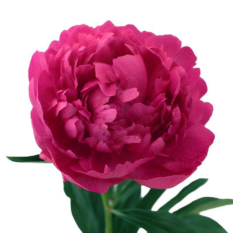 Edulis Superba Hot Pink Peony Stem
