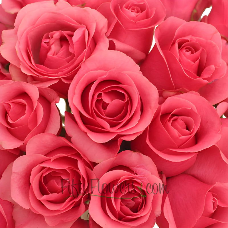 Hot Pink Queen Mary Roses