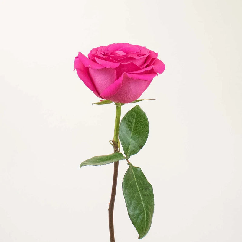 Hot Pink Roses