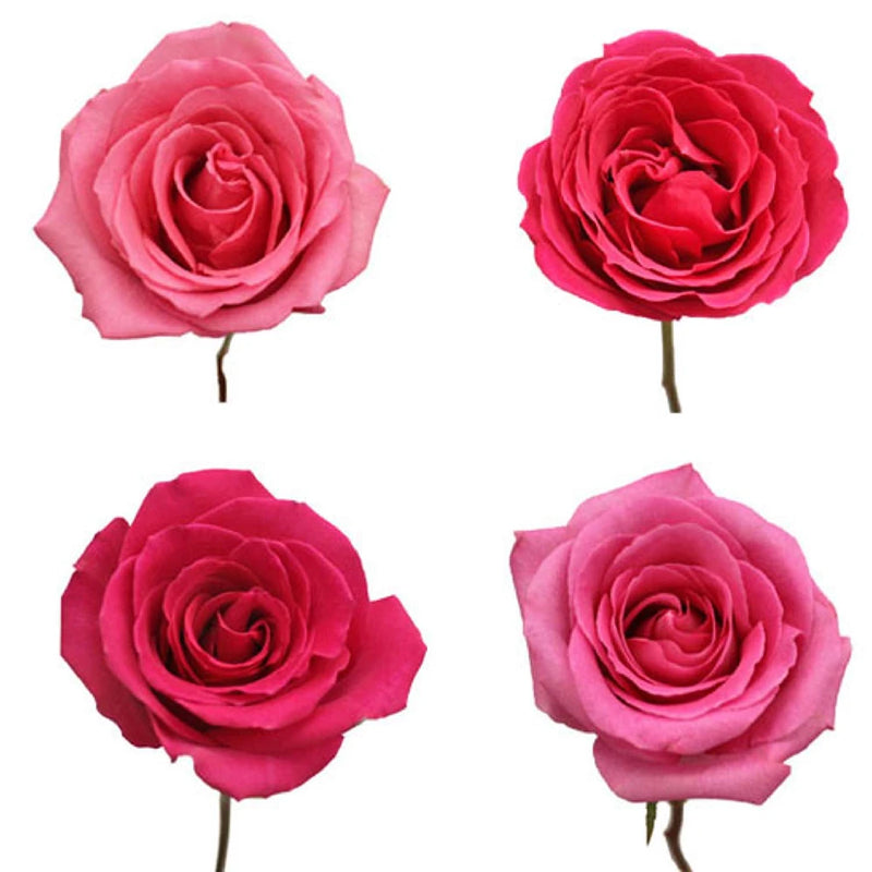 Hot Pink Roses