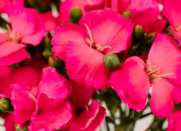 Shocking Pink Solomio Flower Close Up - Image